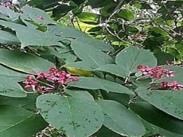 Bianca Garden - Se hai il Clerodendrum trichotomum